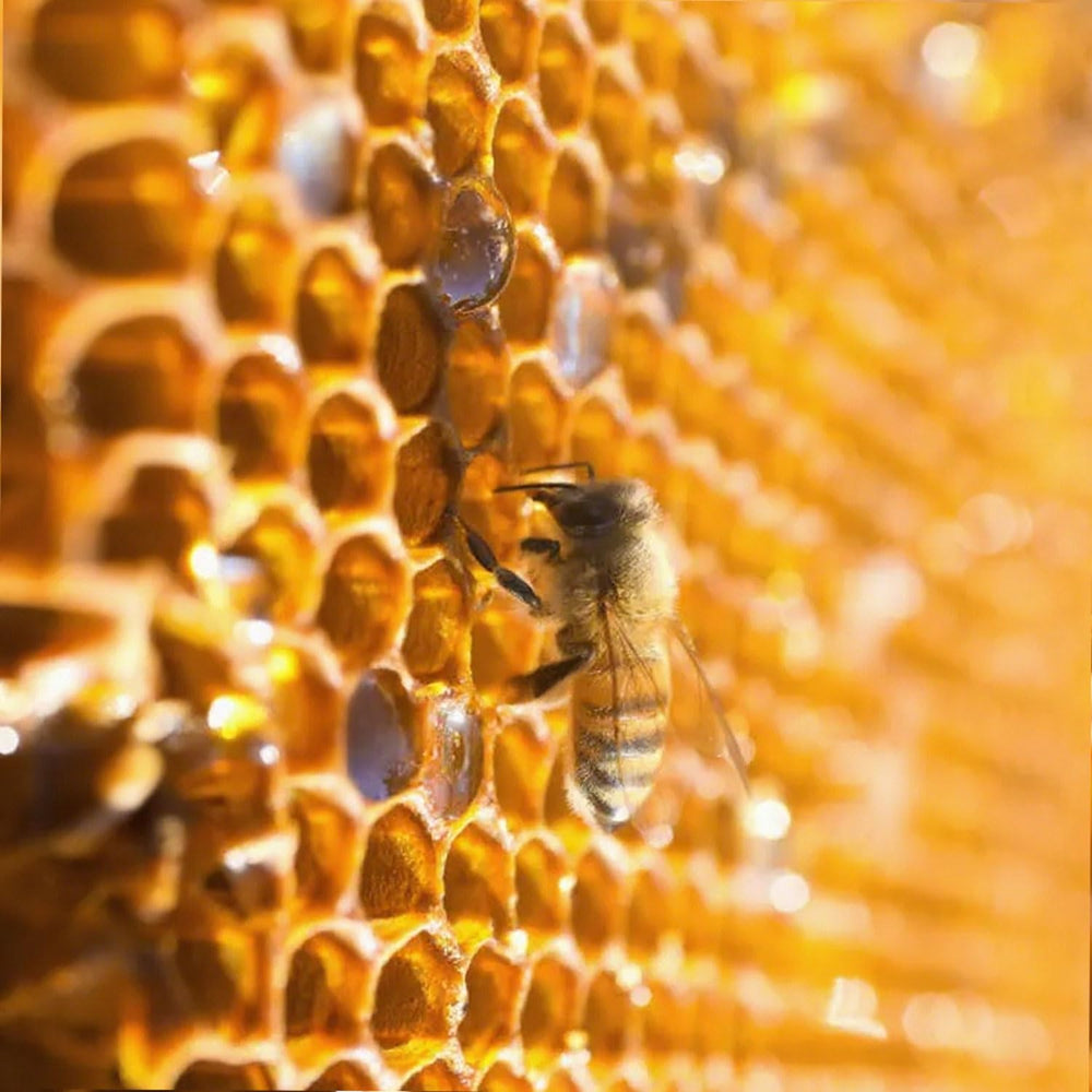 Pleasantly Warm Bee Propolis mejora piel y pelaje desde adentro.
