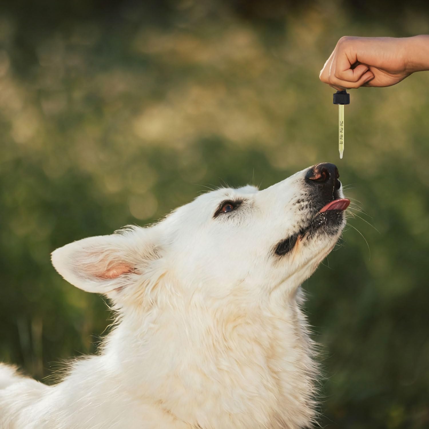 Uso diario de Pleasantly Warm Propolis, fórmula suave para mascotas selectivas.