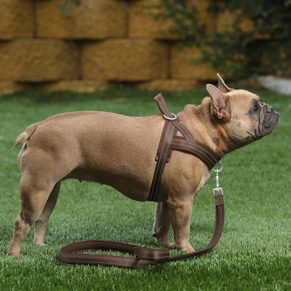 PLUTUS PET arnés nylon duradero con refuerzo para uso diario.