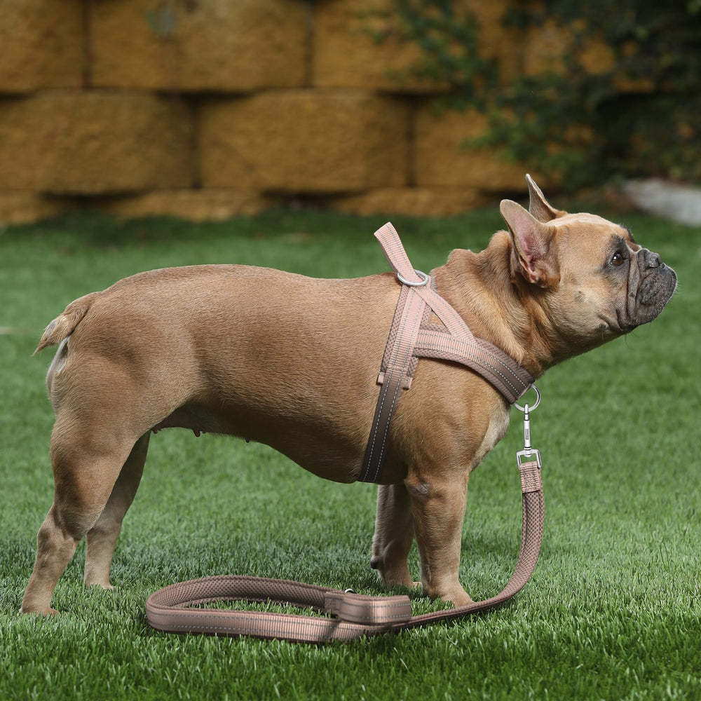 Arnés PLUTUS PET de nylon duradero para uso diario