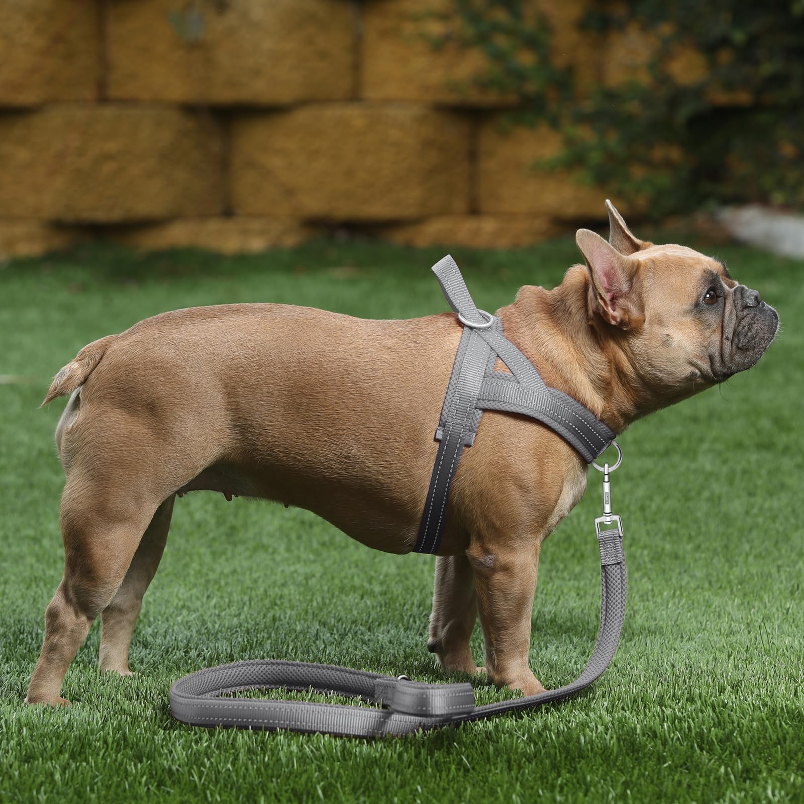 Arnés PLUTUS PET en nylon reforzado y duradero