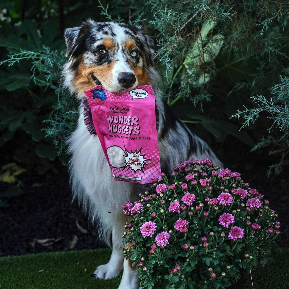 Polkadog Wonder Nuggets son versatiles y aptos para todas las razas.