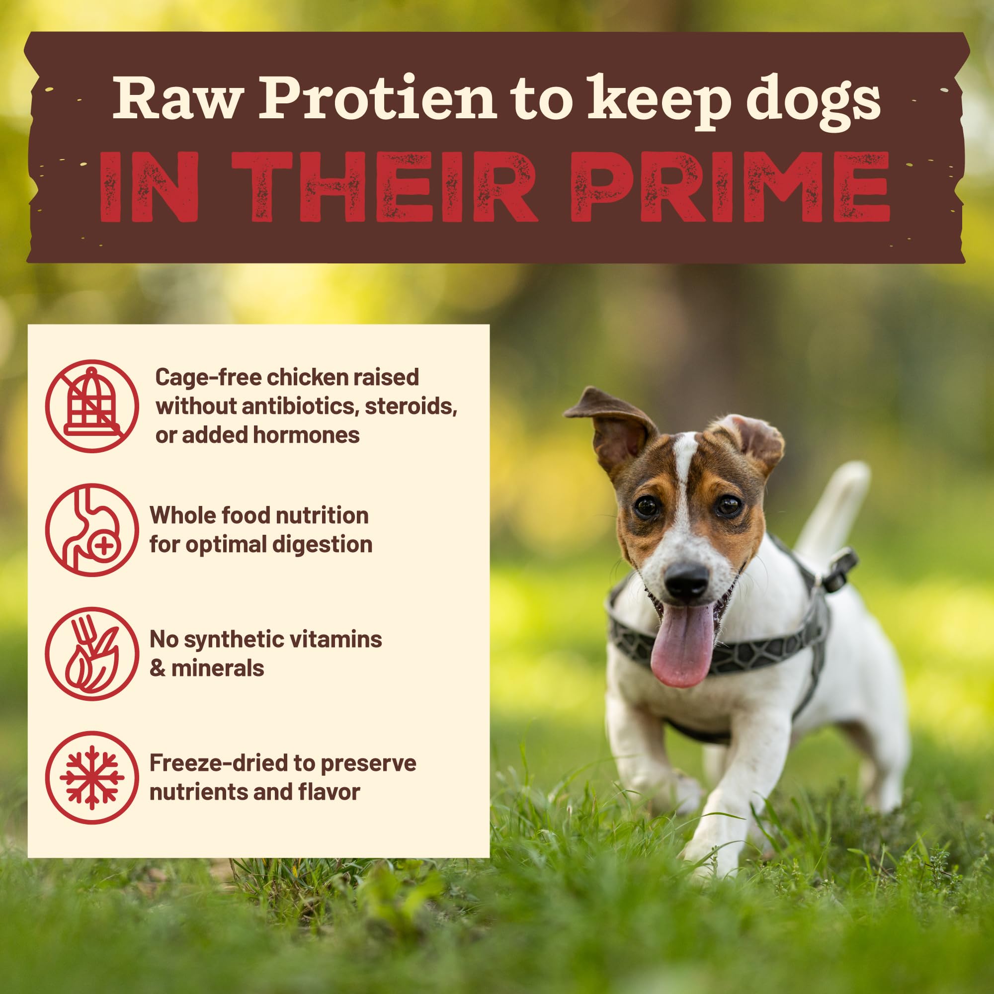 Primal Kibble proteína cruda pollo, delicioso aroma natural para gusto del perro.