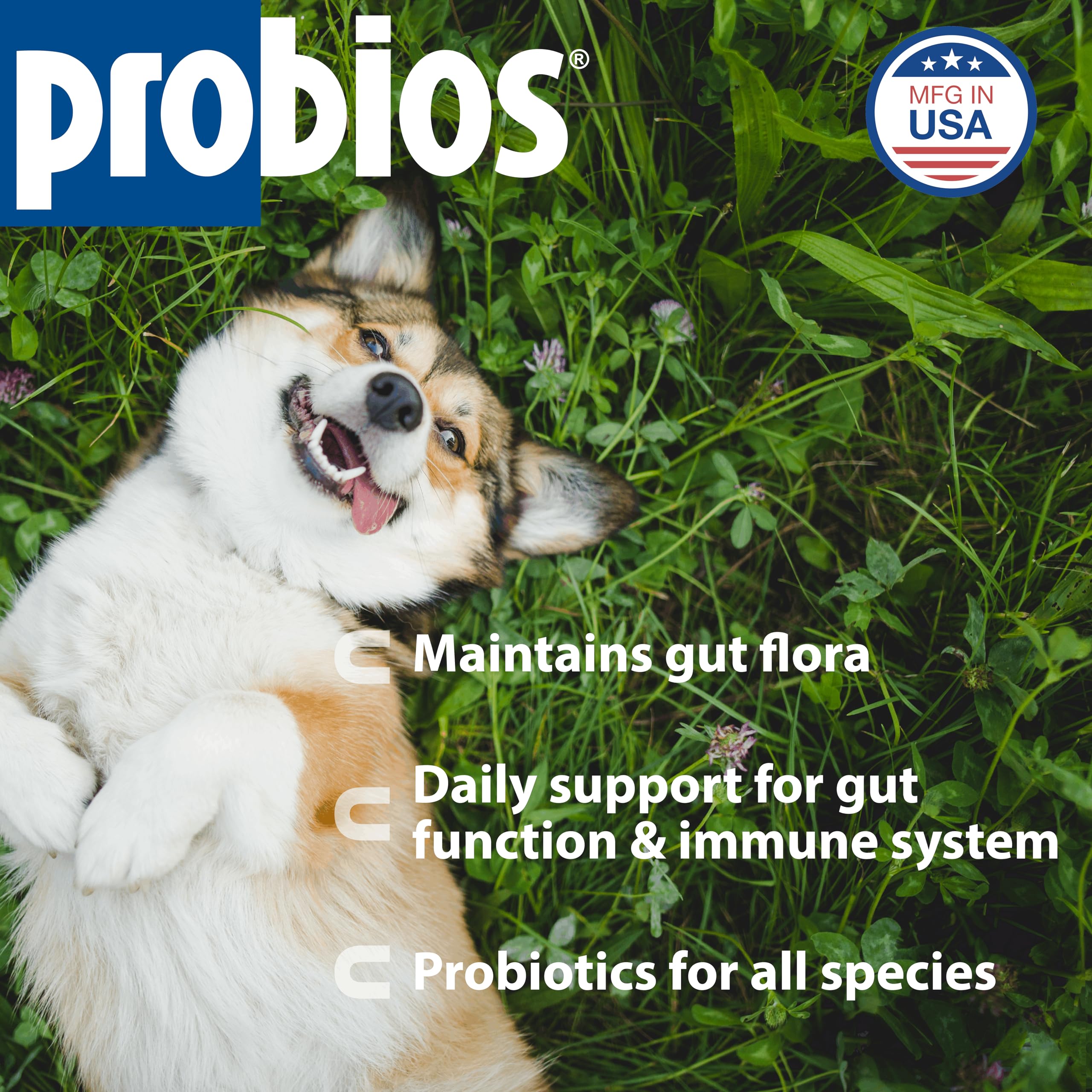 Probios Digestive Support mezcla en agua para administración rápida.