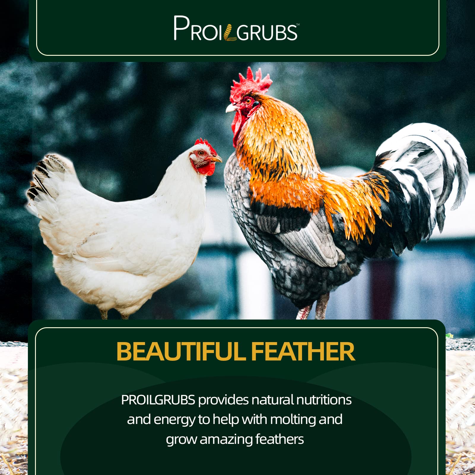 PROILGRUBS larvas secadas mosca negra: fuente natural de grasa y calcio para aves.
