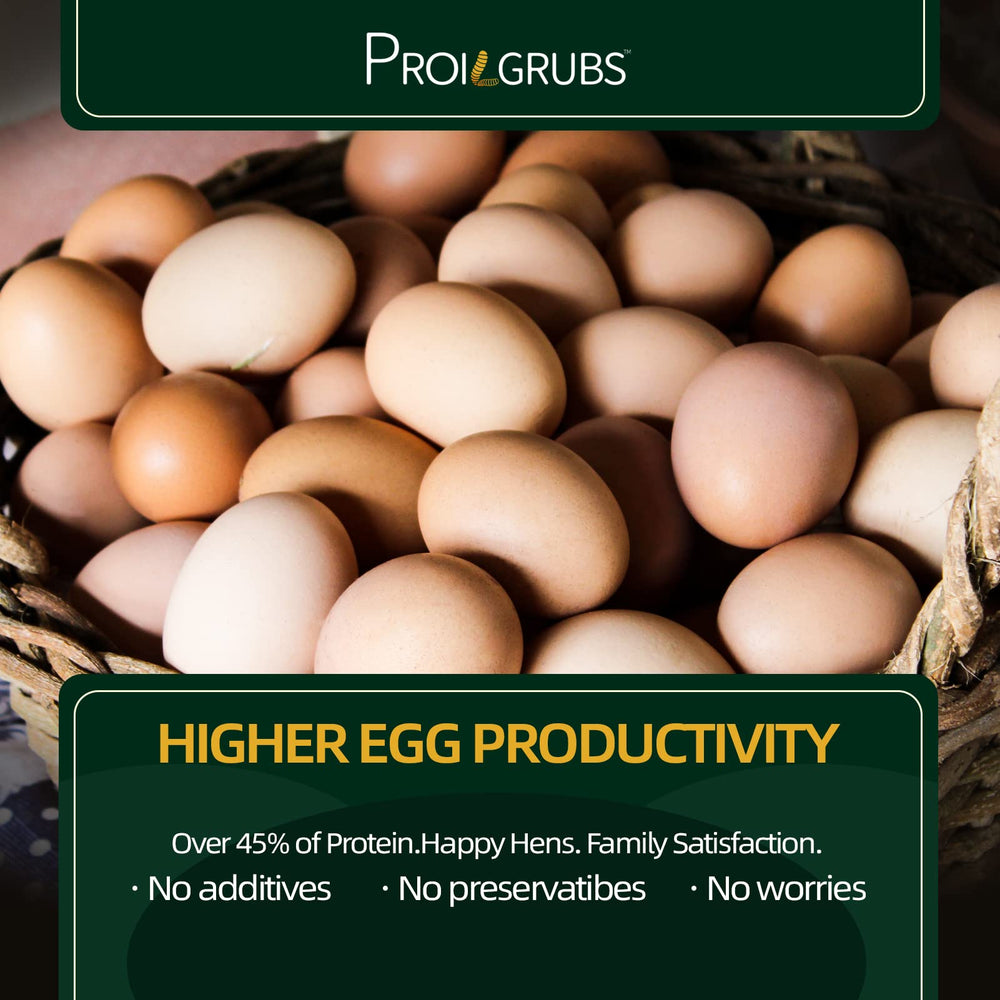 PROILGRUBS pollos consumiendo larvas secadas: complemento nutritivo para la dieta.
