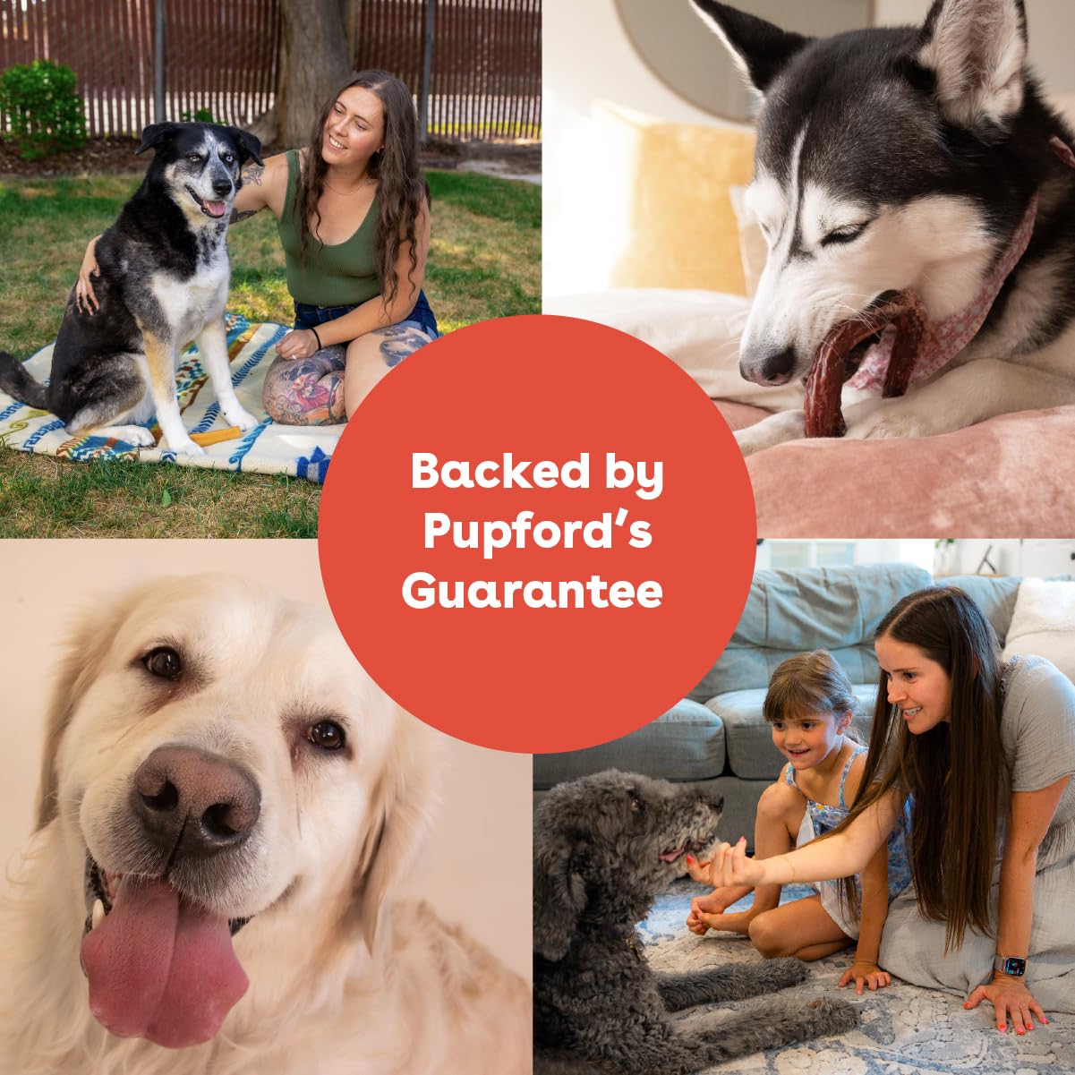 Pupford Bully Stick Rings ideal para entrenamiento con recompensa saludable.