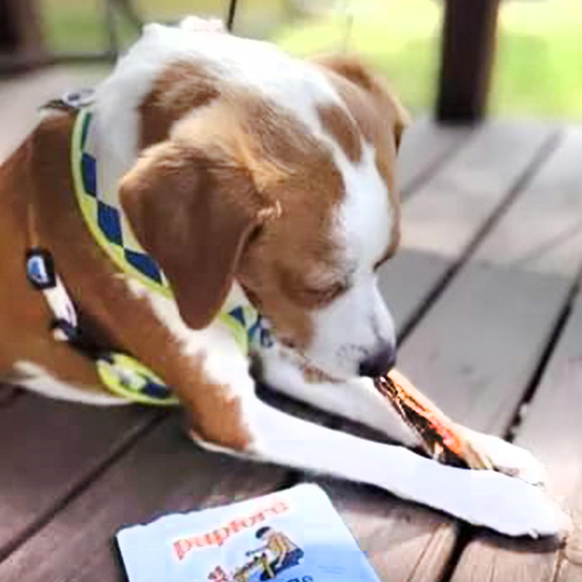 Pupford Tendones de res: masticación prolongada para mantener a tu perro entretenido.