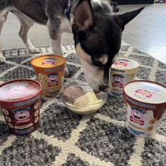 Mezcla en polvo Puppy Scoops con agua para un helado canino casero