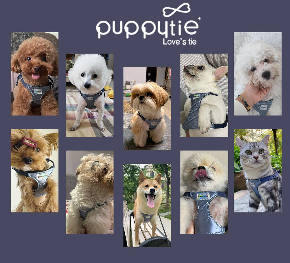 Puppytie caja regalo y servicio al cliente disponible