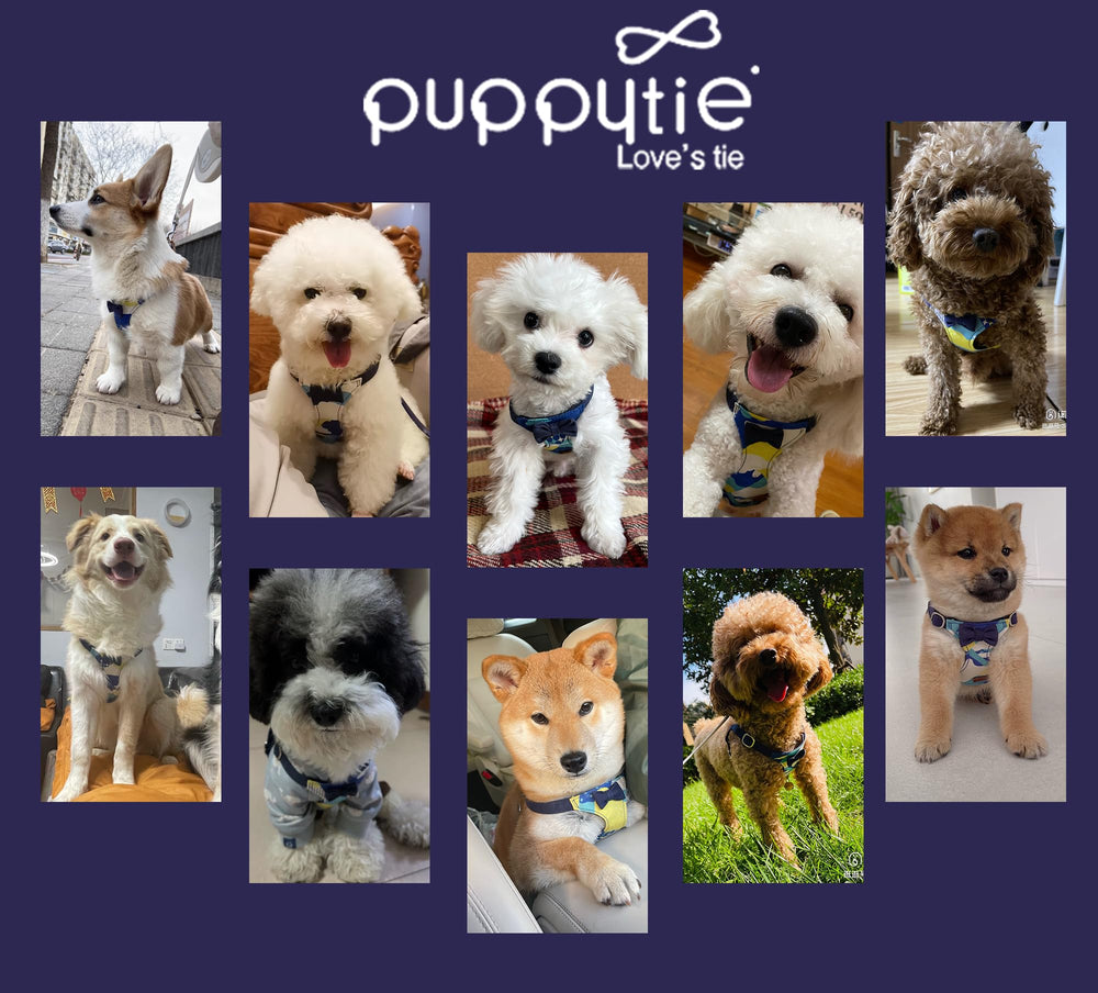 Empaque regalo Puppytie con servicio al cliente dedicado.