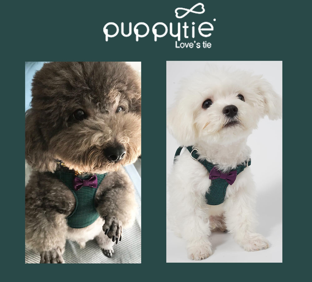 Empaque regalo Puppytie listo para regalar y cuidar