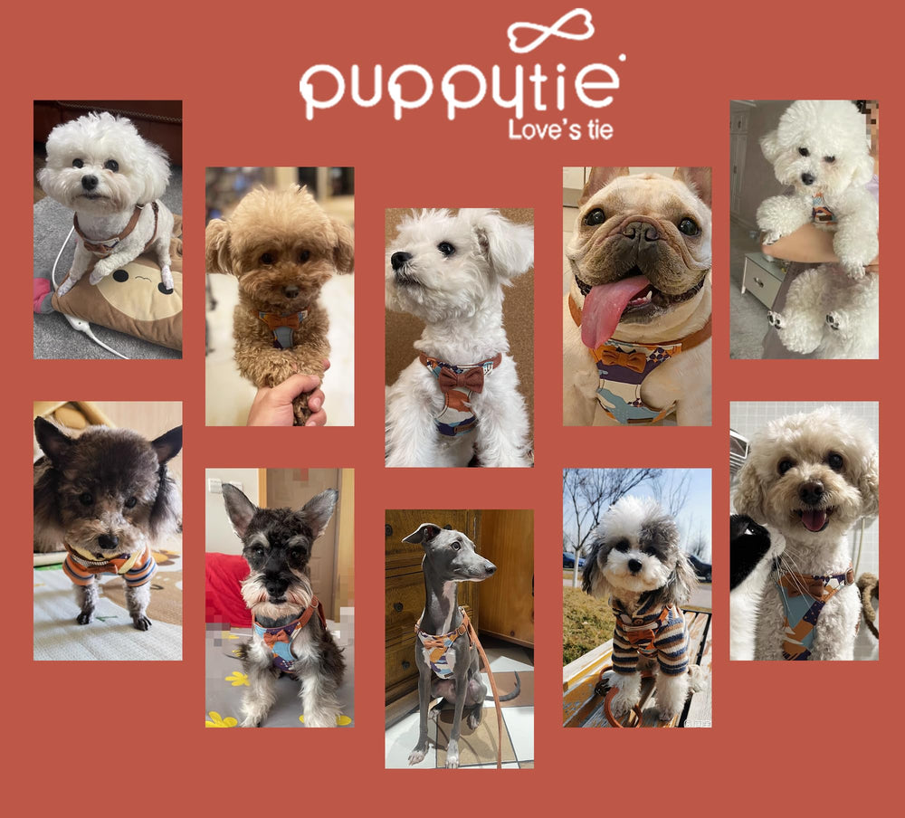 Puppytie arnés no pull XS con estuche de regalo listo.