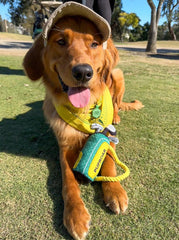 PUPROAR Golf Dog Toy con cuerda duradera para tirar y traer