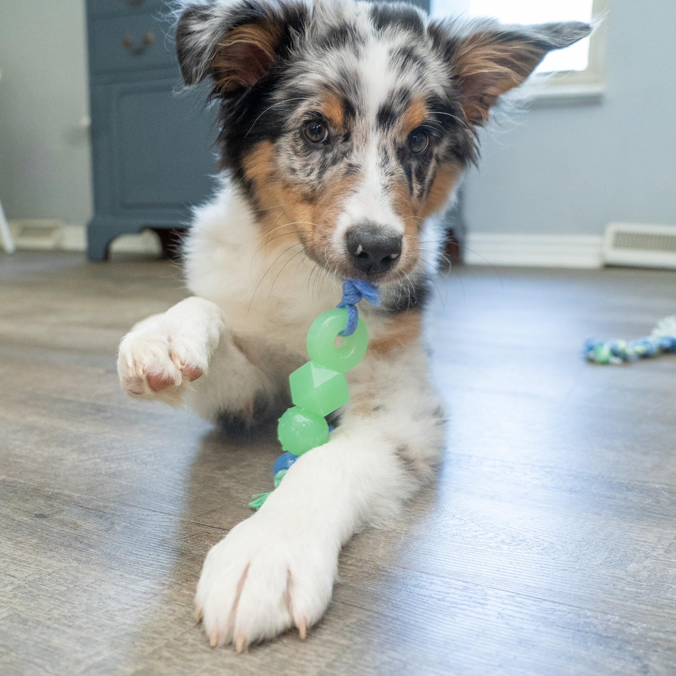 Pupstages Mini Dentachew conjunto para morder, jugar y calmar la ansiedad.