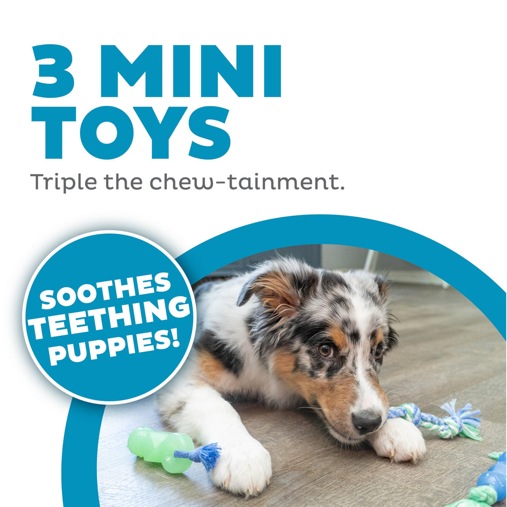 Pupstages Mini Dentachew juego de tirón para cachorros.