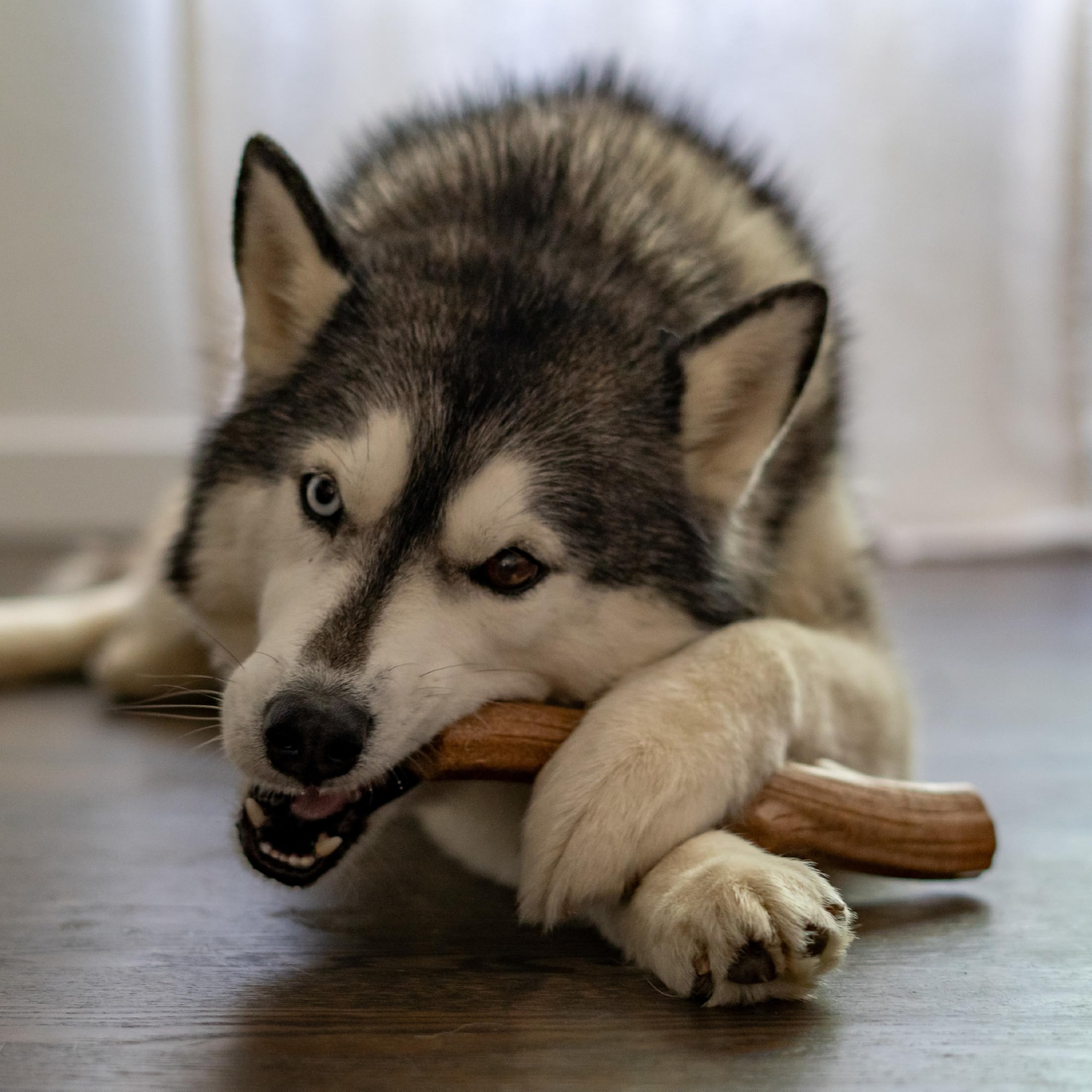 Pupstages Outward Hound Super Dogwood seguridad y cuidado al supervisar el juego