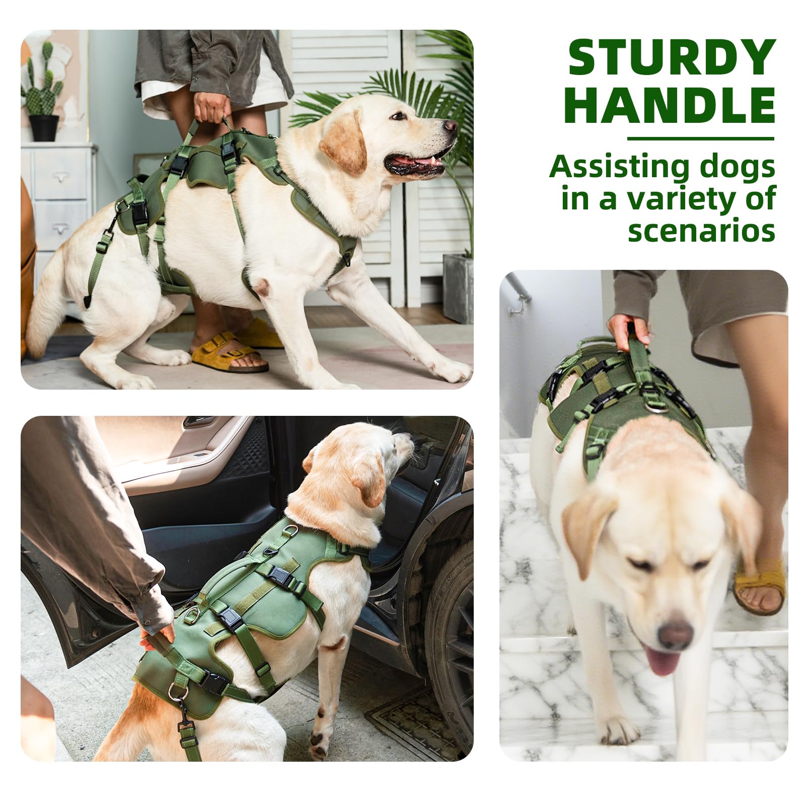 Anillas en D delanteras y traseras PUPTECK para entrenamiento y paseos.
