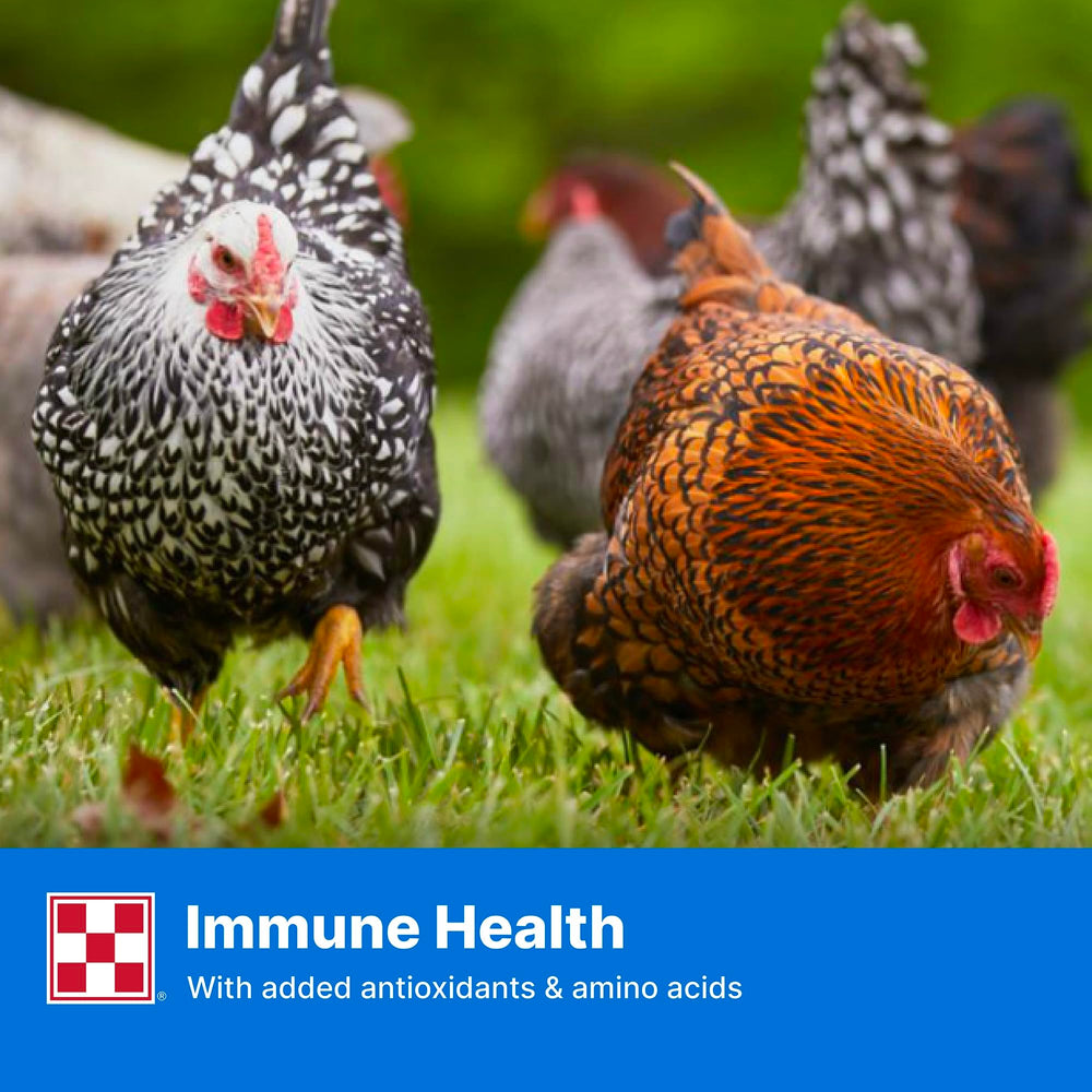 Purina Layena Pellets: dosis diaria recomendada para aves ponedoras.