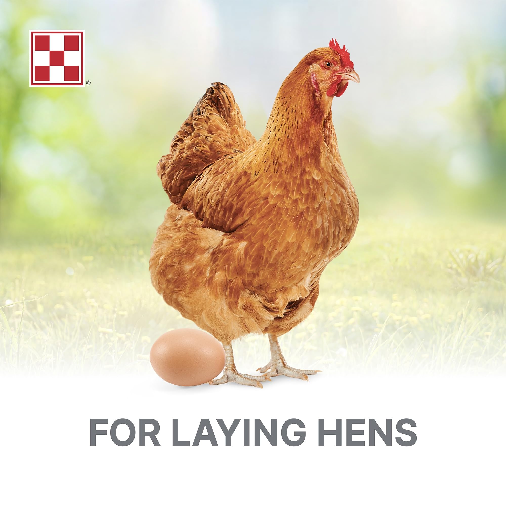 Purina Layena Pellets: ponedoras en granero consumiendo pellet de calidad.