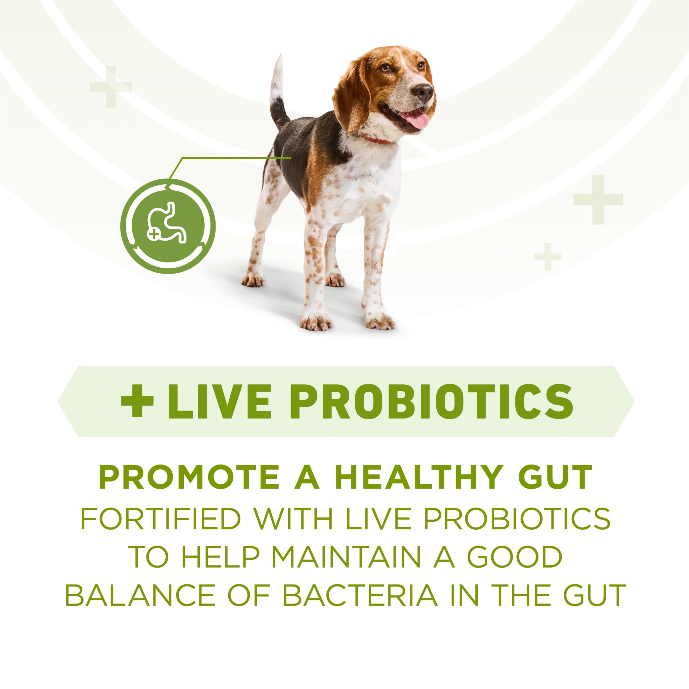Purina ONE Plus con probióticos y vitamina E, digestión y defensa