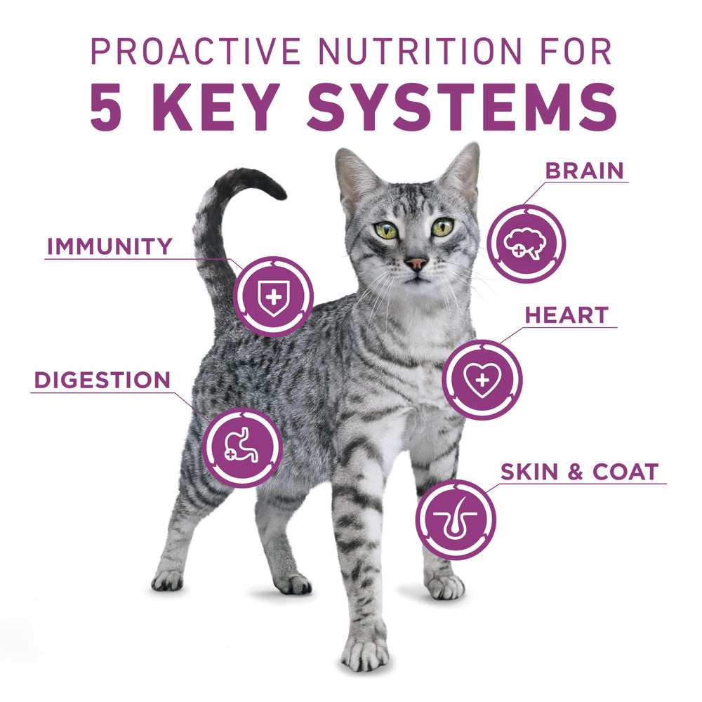 Purina ONE Plus con probióticos vivos para apoyar la digestión y el bienestar felino.