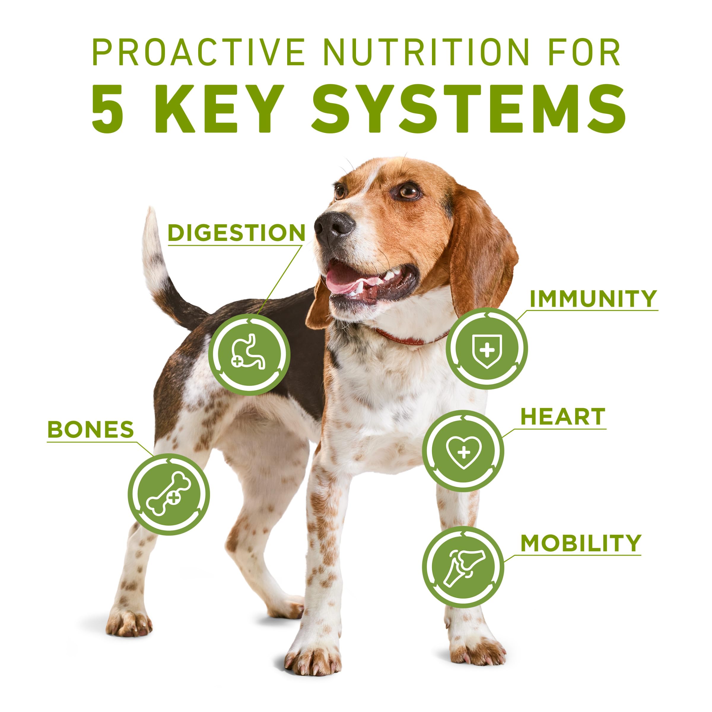 Purina ONE Plus kibble and shreds featuring real chicken for protein-rich meals