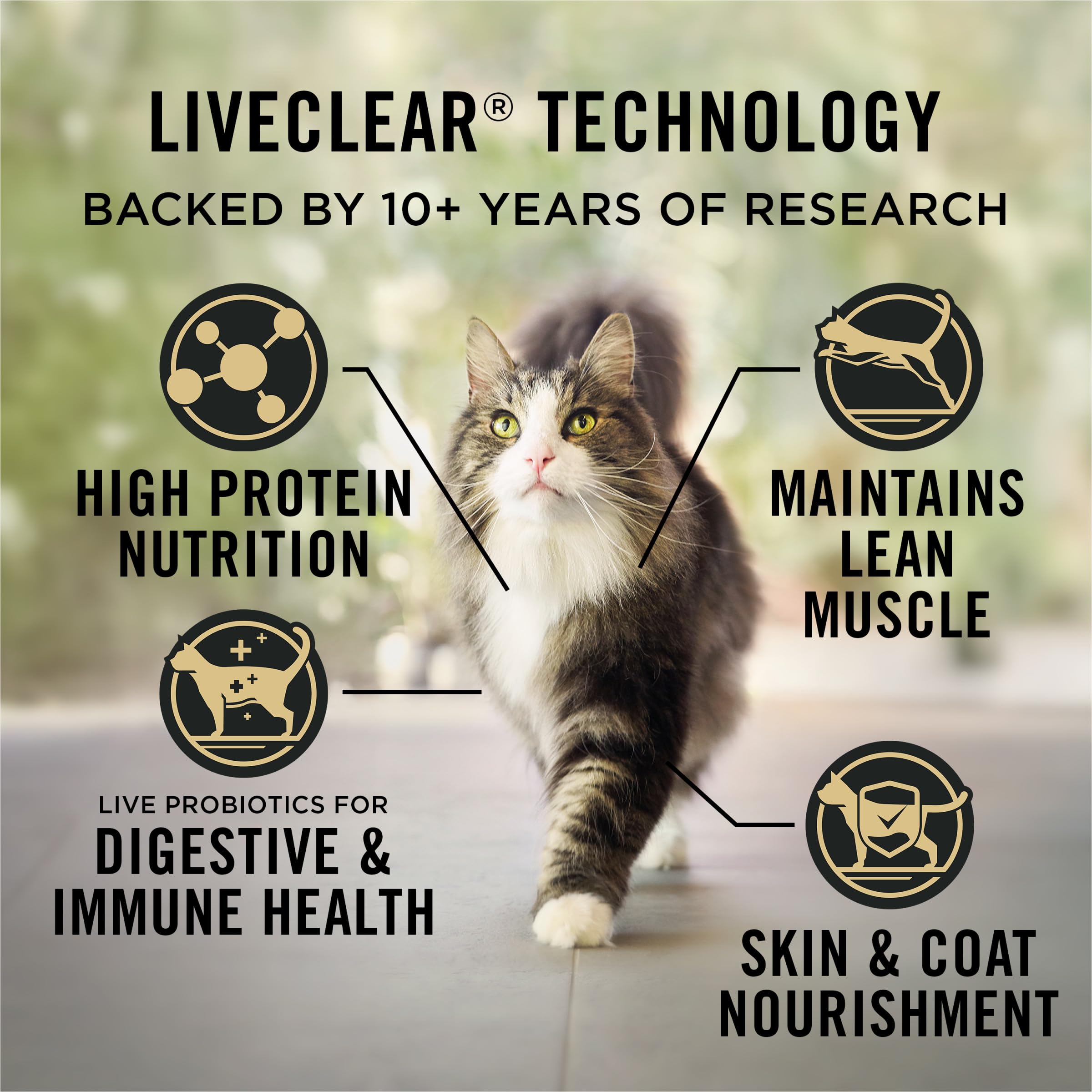 Gránulos crujientes de Purina LIVECLEAR Indoor para gatos de interior.