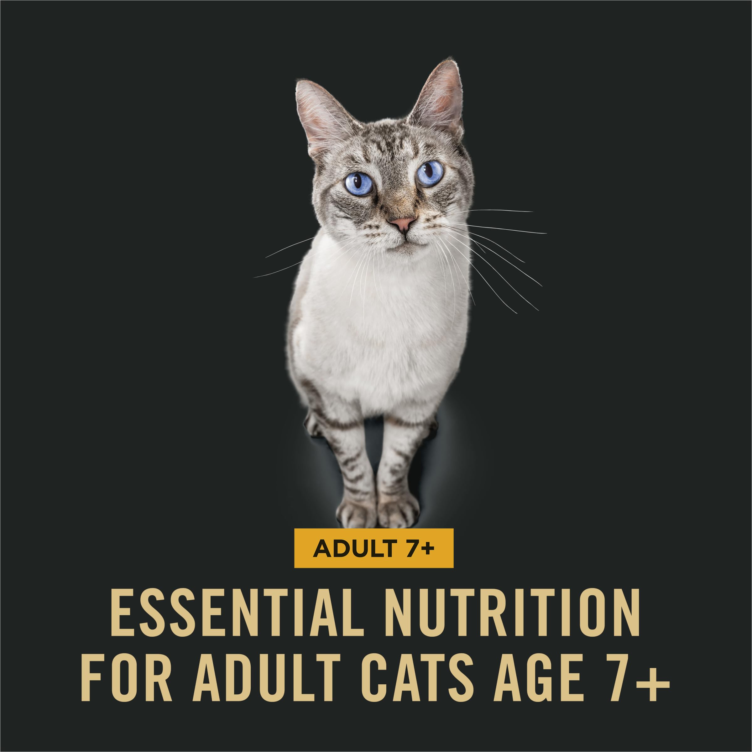 Purina Pro Plan Senior Gato Seco 7+ ingredientes clave, probióticos para digestión.