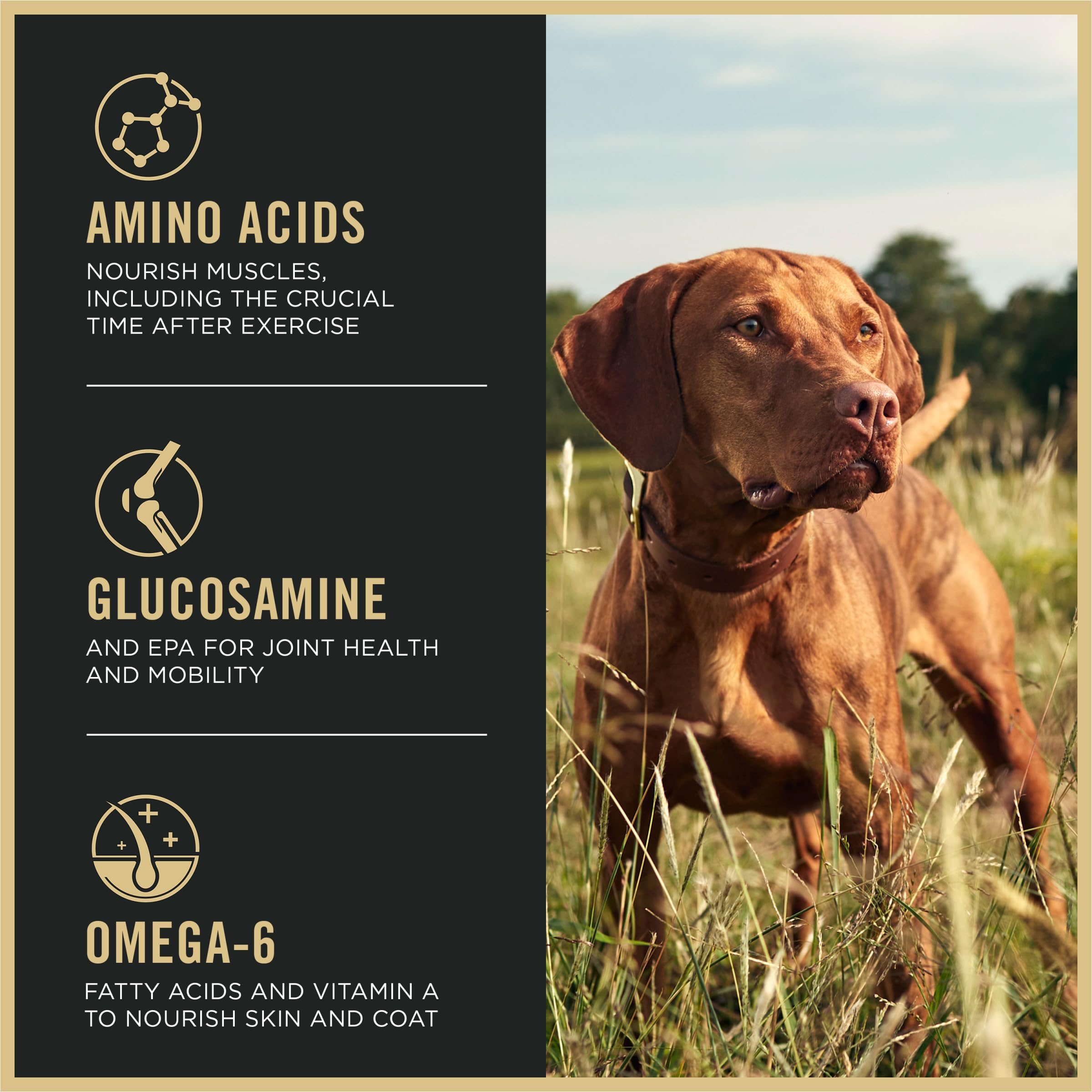 Purina Pro Plan Sport con probióticos vivos para digestión estable