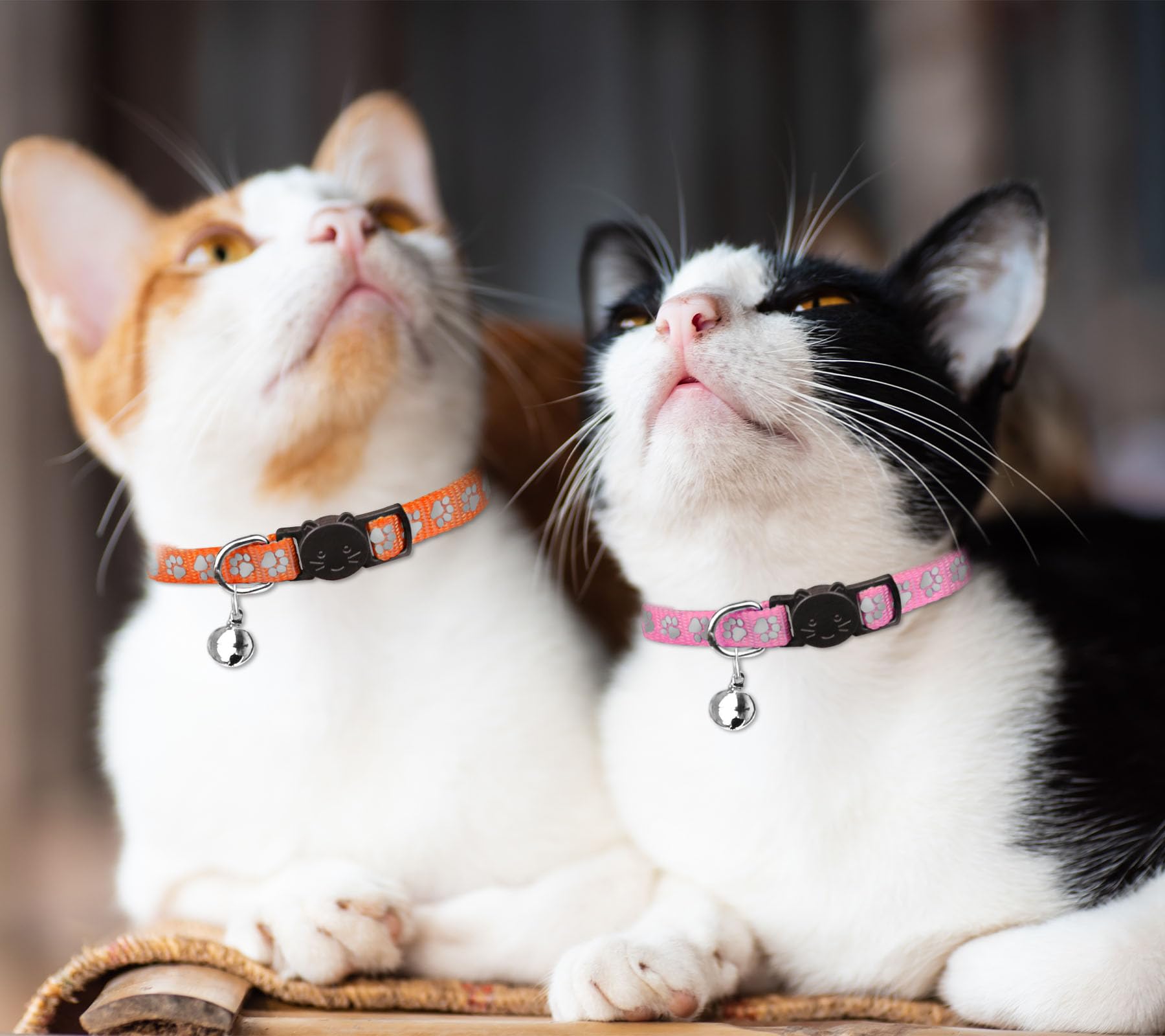 Diseño de gatito en collar QDYU, cómodo y adorable.