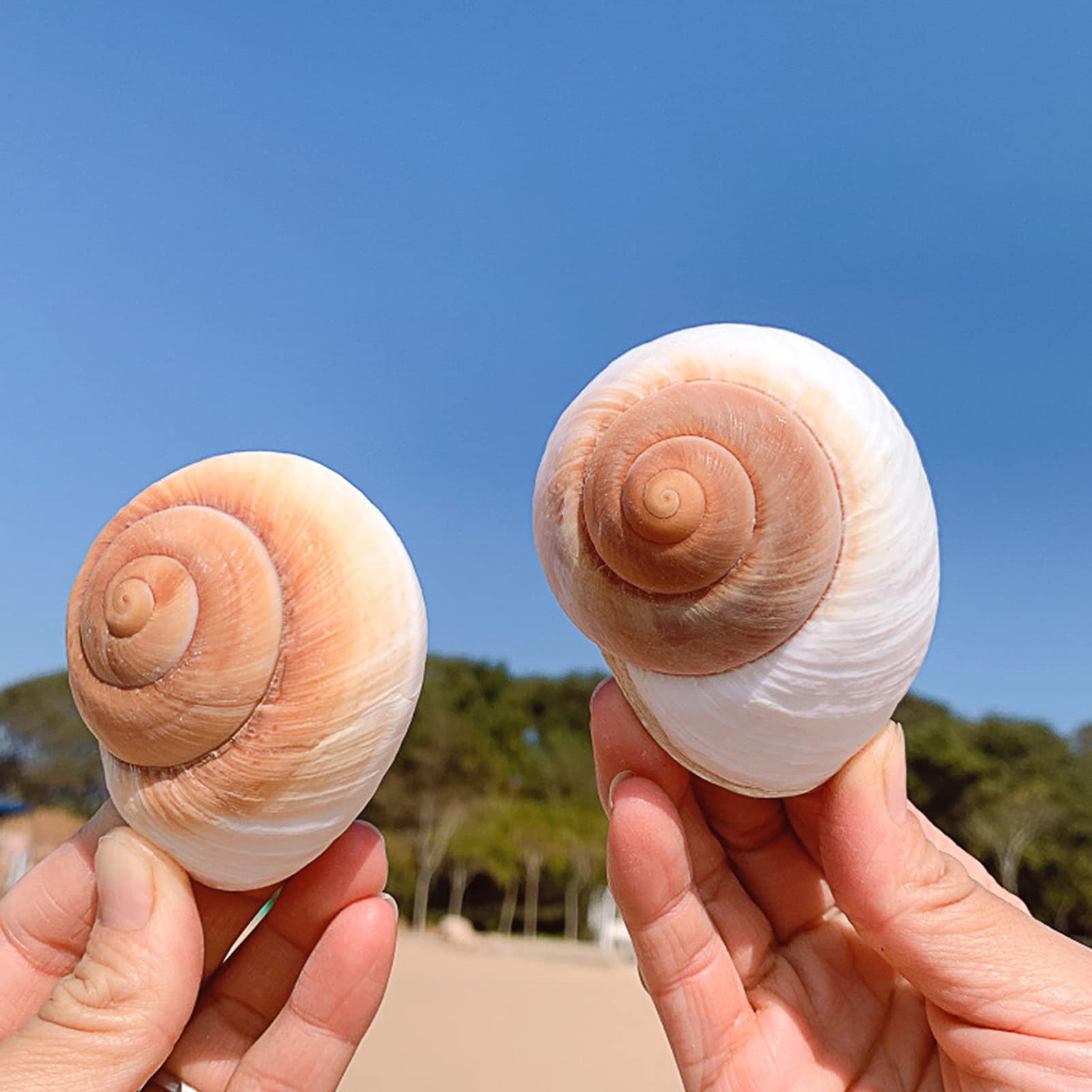 QEQEKAKA conchas marinas naturales para acuario y decoración.