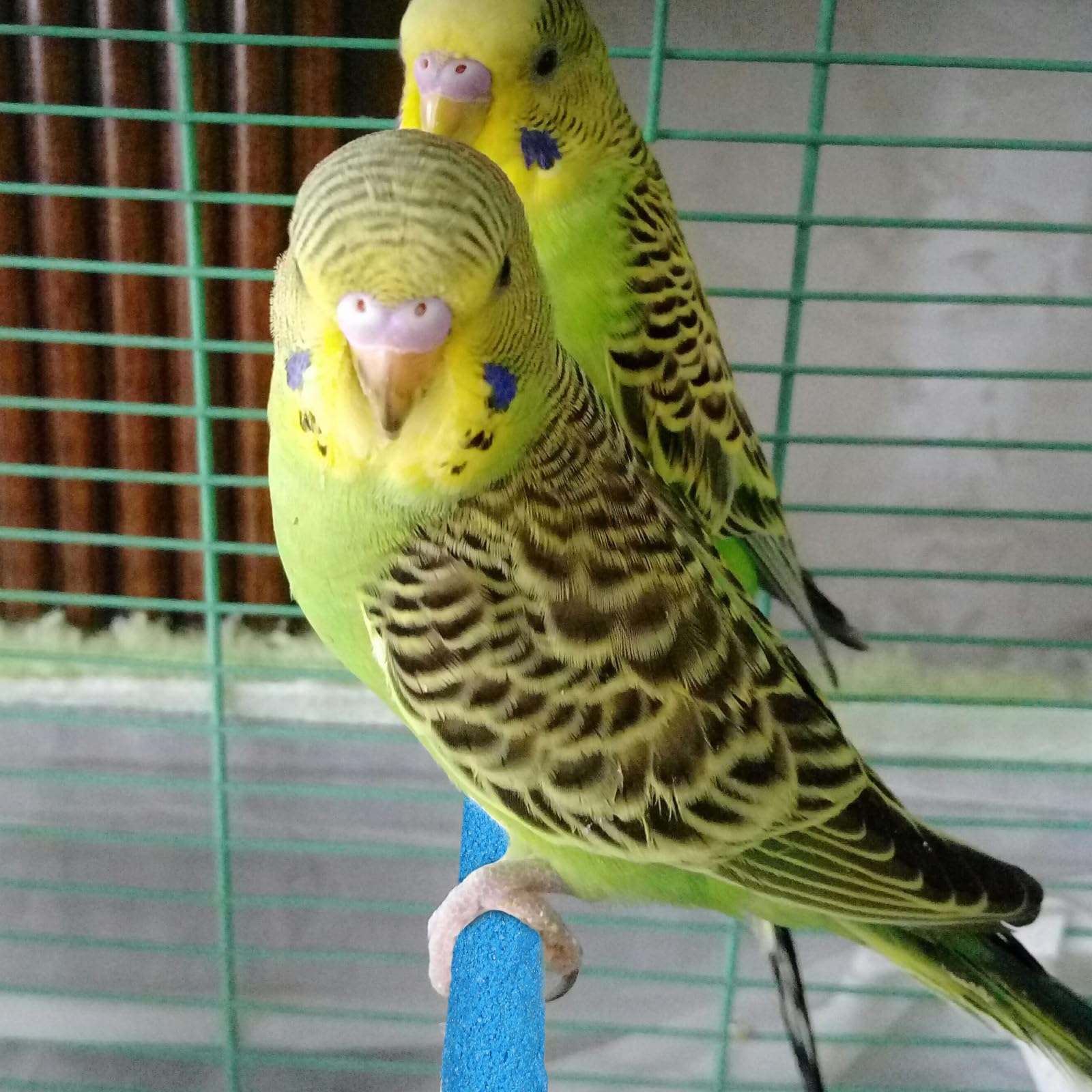 QfwdfcTrenz diseño ergonómico, agarre cómodo para aves pequeñas.