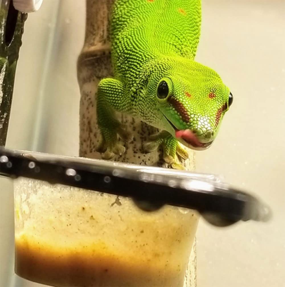 Compatibilidad con repisas para reptiles, fácil de colocar