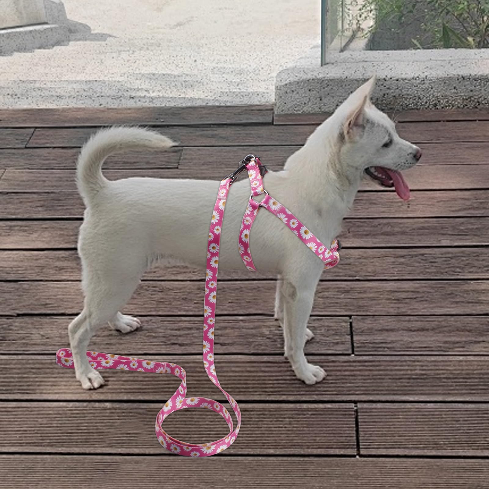 QQPETS correa 5 pies: longitud ideal para paseos suaves.