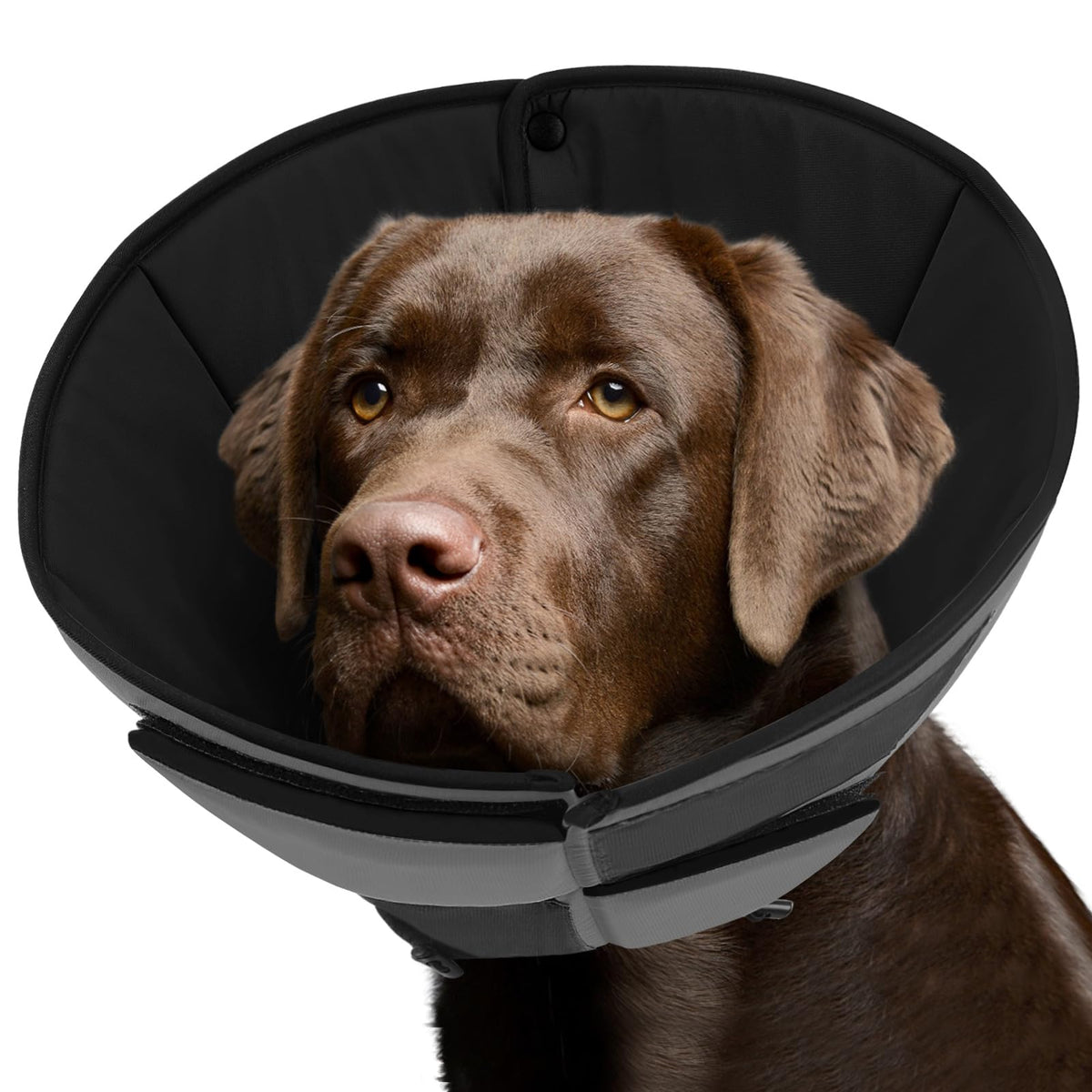 Queenmore cono-perro-xl-suave ofrece comodidad para recuperación del perro