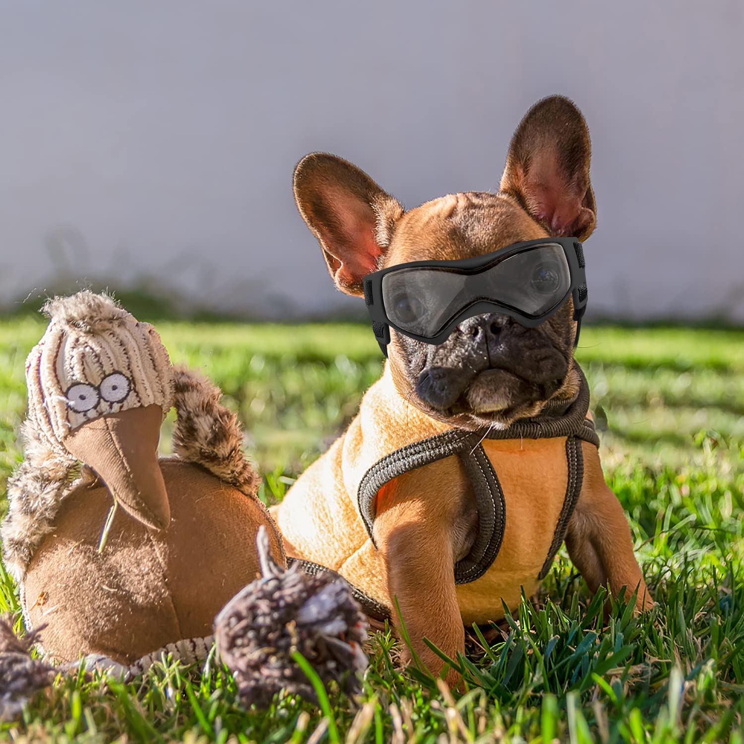 Diseño estiloso de gafas QUMY para perros durante actividades al aire libre.
