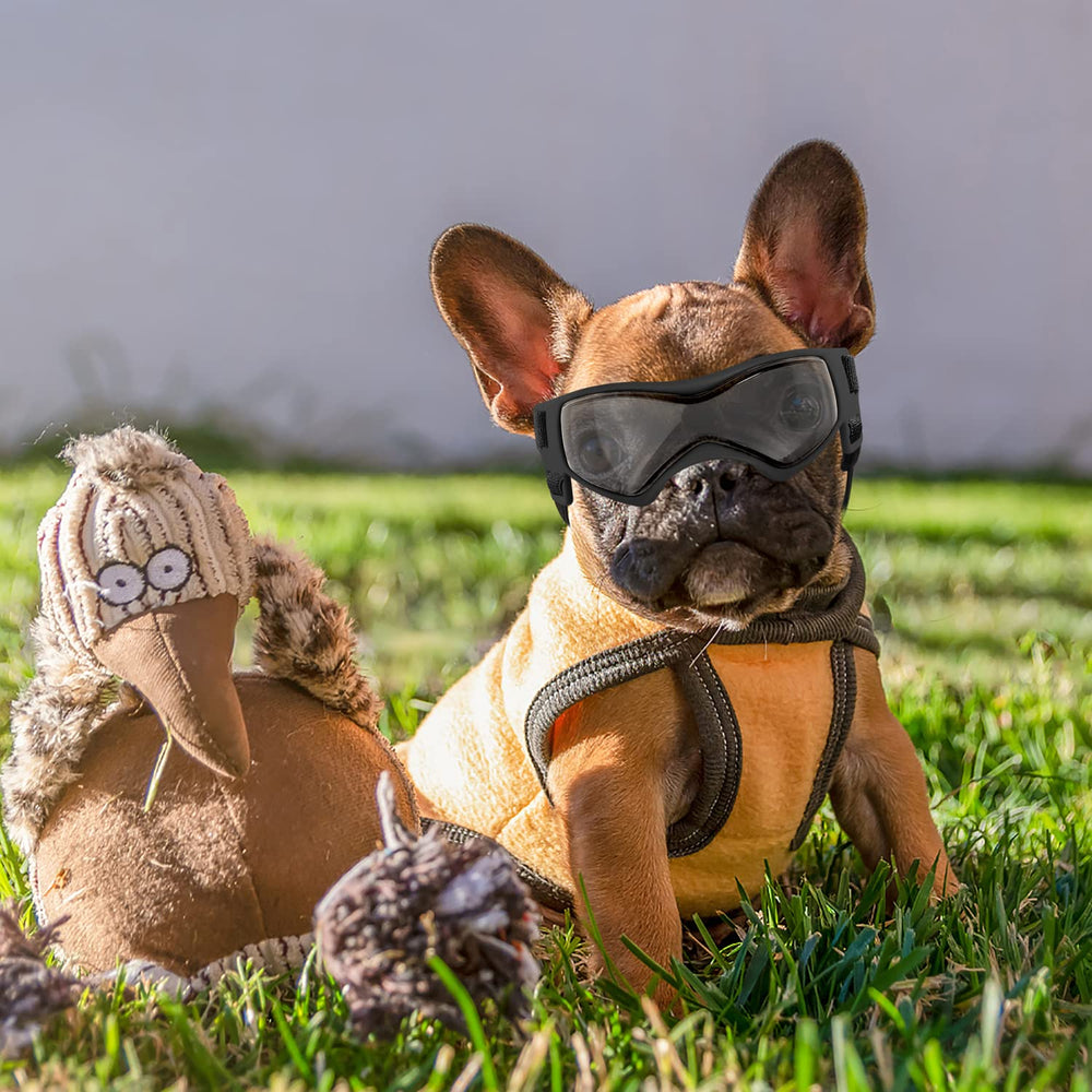 Diseño estiloso de gafas QUMY para perros durante actividades al aire libre.