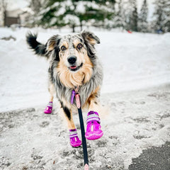 Diseño bordado de huellas en los zapatos QUMY para perros