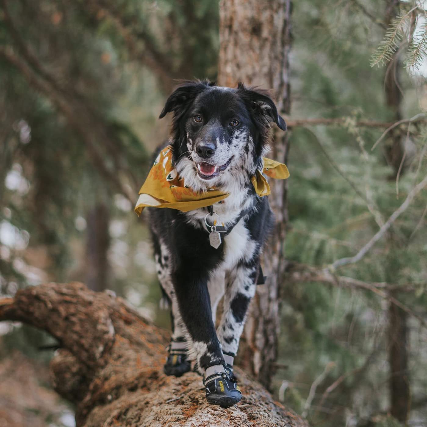 QUMY calzado canino grande con apertura amplia y fácil colocación.