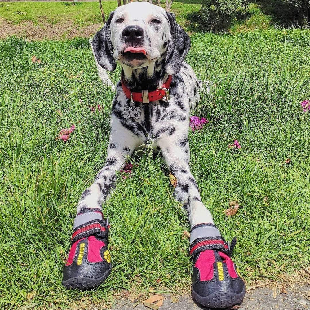 QUMY Calzado canino para interiores y exteriores protege patas y suelos