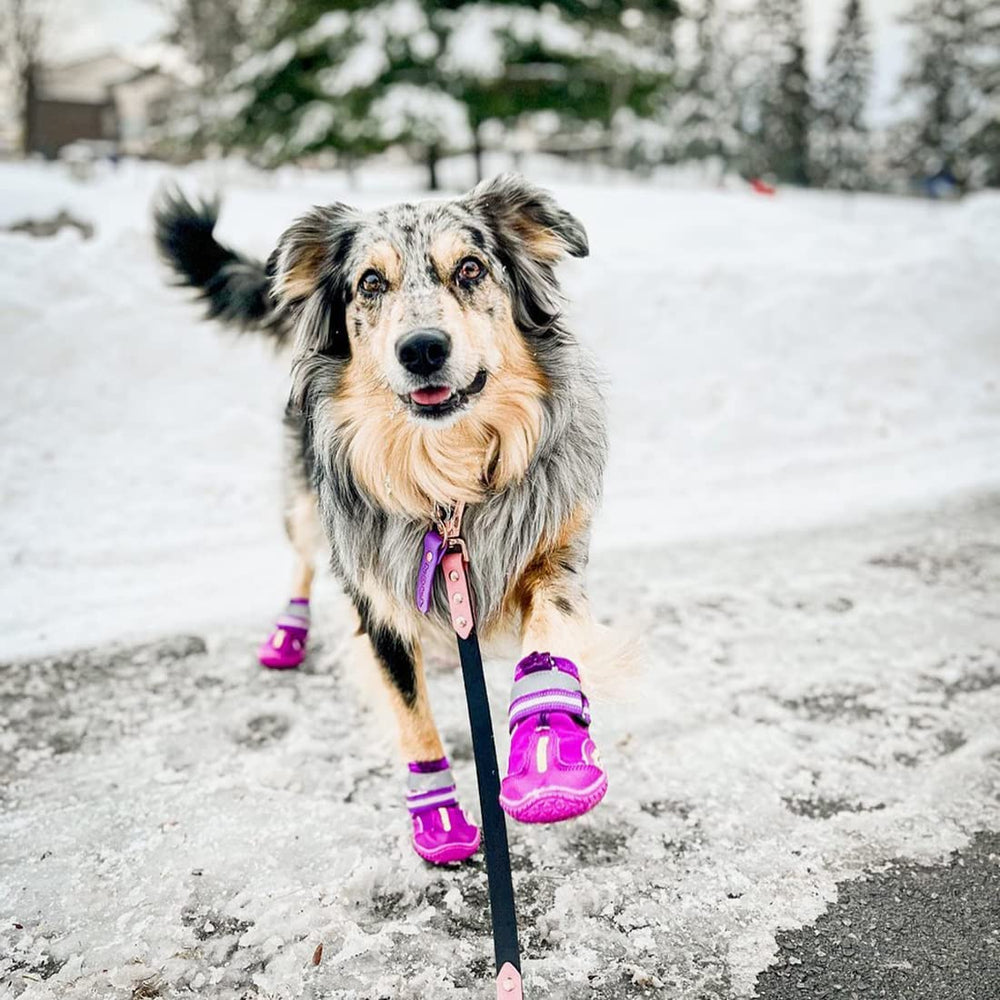 QUMY zapatos para perros grandes, uso en exterior e interior para protección diaria
