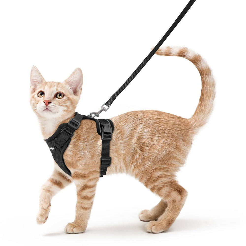 Arnés Rabbitgoo para gato talla S con ajuste seguro para paseos.