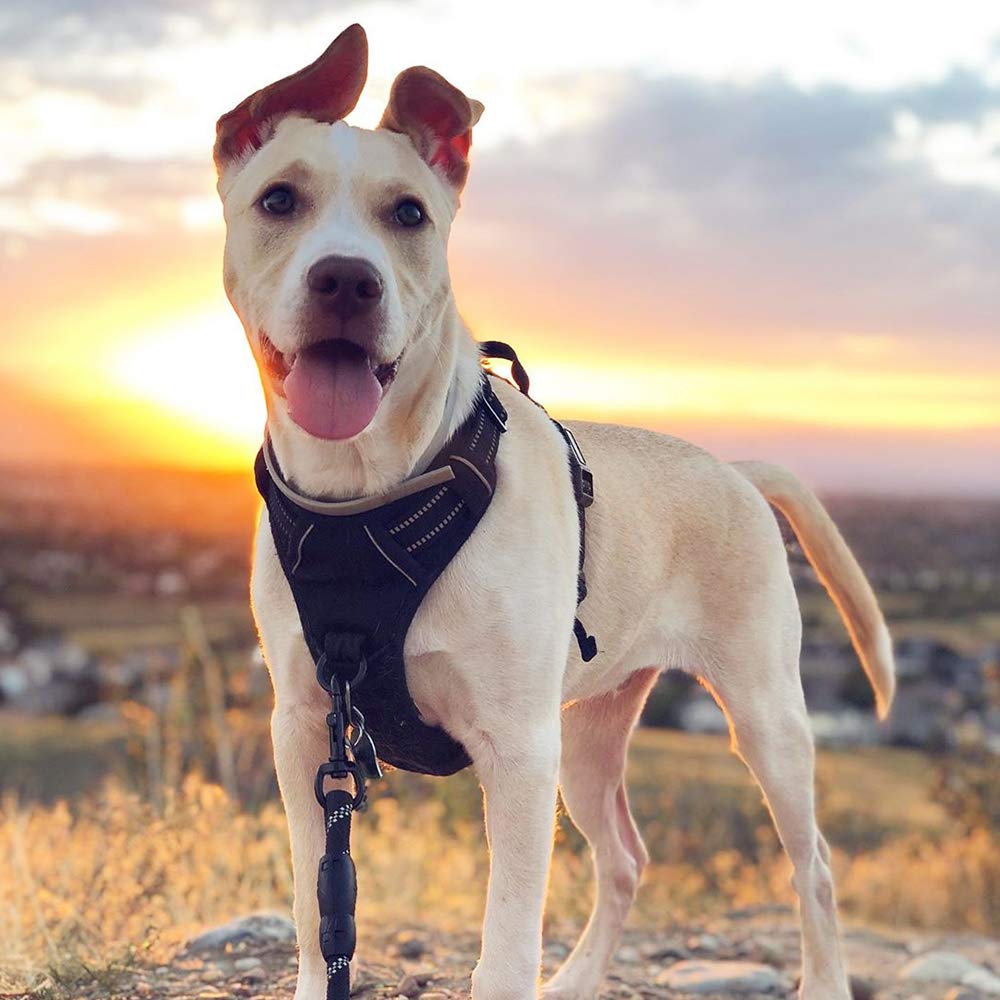 Arnés Rabbitgoo para perros grandes talla L con ajuste seguro.