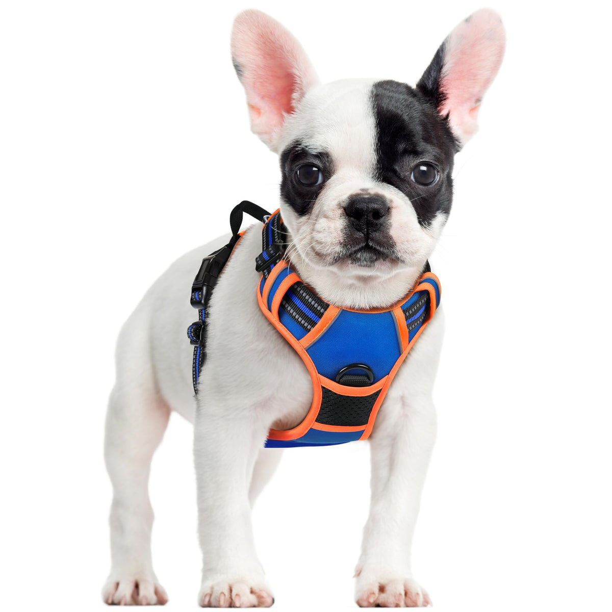 Arnés Rabbitgoo completo para perros pequeños, paseos sin tirones.