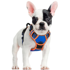 Arnés Rabbitgoo completo para perros pequeños, paseos sin tirones.