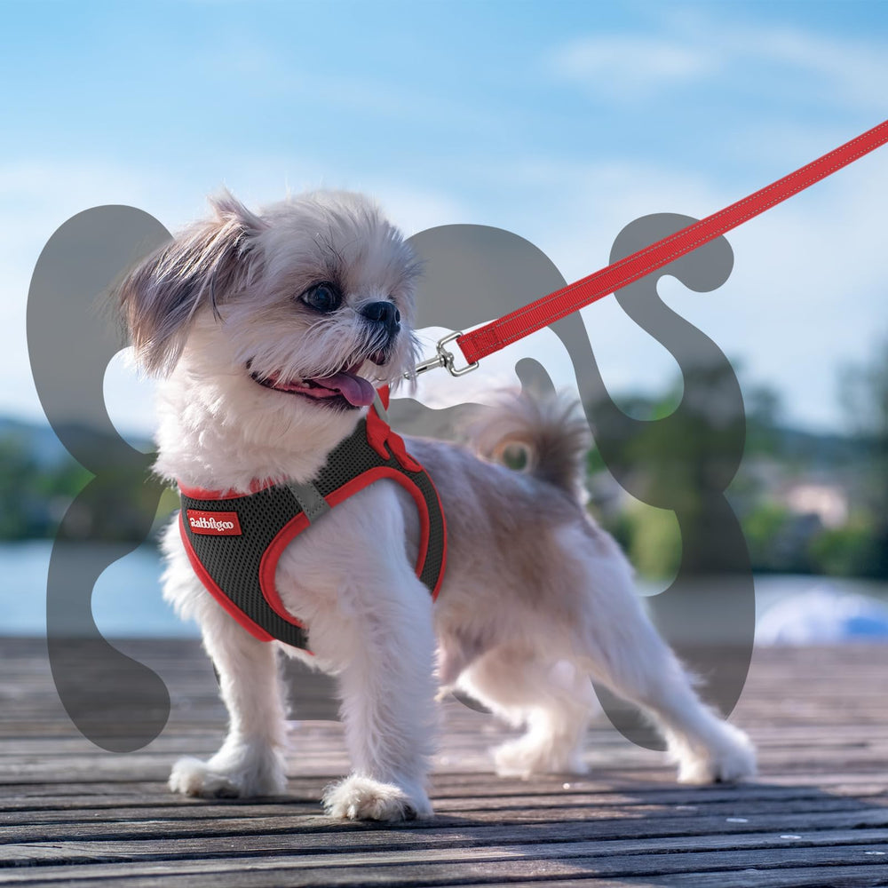 Arnés ligero Rabbitgoo, ideal para paseos diarios y confort.