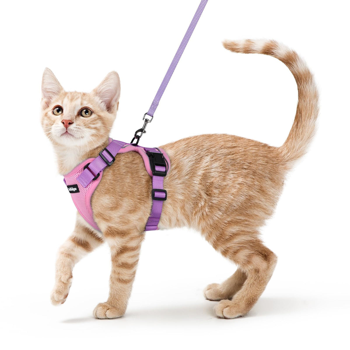 Rabbitgoo arnés para gatos con anillo trasero para paseos controlados.