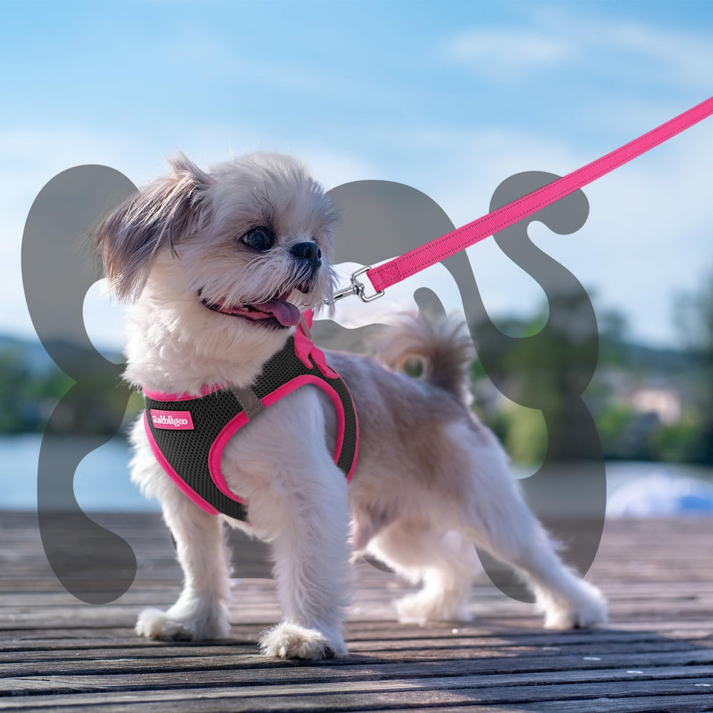 Perro pequeño con arnés Rabbitgoo en paseo diario, cómodo y seguro