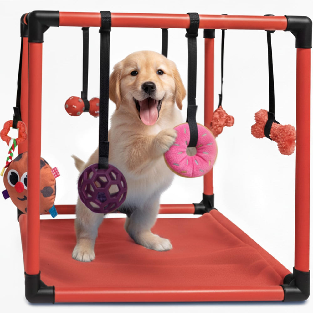 Race&Herd Puppy Play Gym, vista frontal, fomenta ejercicio diario seguro para cachorros curiosos.